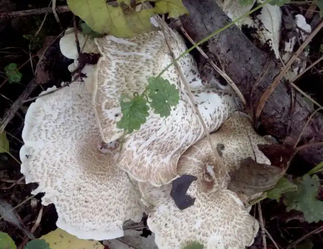 Пилолистник тигровый (Lentinus tigrinus)
