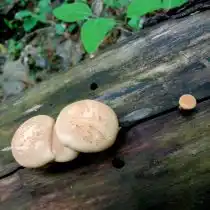 Пилолистники-тинейджеры