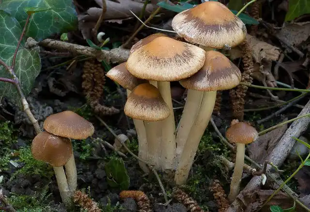 Псатирела серо-бурая (Psathyrella spadiceogrisea)