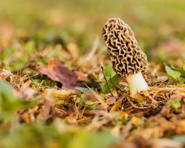 Сморчки (True morels)