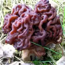 Строчок обыкновенный (Gyromitra esculenta)