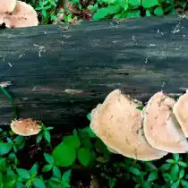 Взрослые пилолистники