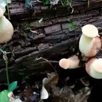 Юные пилолистники