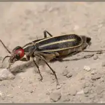 Нарывника красноголовый, или красноголовая шпанка (Epicauta erythrocephala)