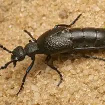 Майка обыкновенная, или чёрная (Meloe proscarabaeus)