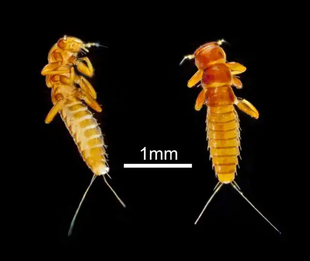 Детско-юношеская стадия у нарывников длинная и зашифрованная. Зашифрованная настолько, что личинку первого возраста, то есть только вышедшую из яйца, исследователи довольно долго принимали за самостоятельное существо