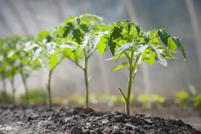 Почвенные микробы образуют симбиотические (взаимовыгодные) отношения с растениями, усиливая защиту от патогенов и стимулируя их рост в обмен на источники пищи