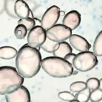 Дрожжи (Debarayomyces и Saccharomyces). Известно, что представители обоих этих родов являются организмами, способствующими росту растений. Действие дрожжей стимулирует рост растений