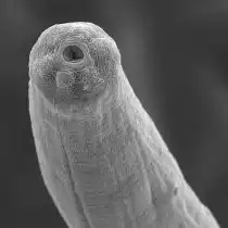 Энтомопатогенная нематода. Полезные нематоды играют важную роль в превращении питательных веществ почвы в легко усваиваемые для растений формы