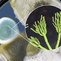 Пеницилл (Penicillium). Оказывает влияние на рост растений, обусловленное продукцией и секрецией гиббереллинов, которые стимулируют рост корней