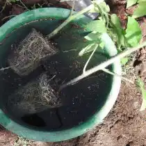 Извлеките растения из контейнера вместе с корневым комом и погрузите в воду