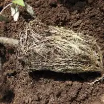 Подождите еще 5-10 минут и аккуратно встряхните их