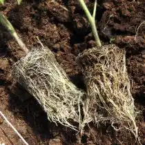 Вы увидите как корни нашей рассады распустились