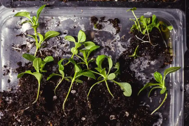 Сильно поврежденные листья уже не восстановятся — лучше обрезать их, как только вы увидите новый прирост, чтобы растение могло сосредоточить свои ресурсы там, где это более необходимо