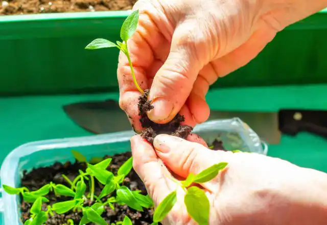 Сигналом для пикировки служит наличие 2-3 настоящих листьев