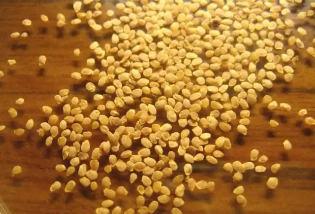 Урожай из семян очень радует количеством и качеством