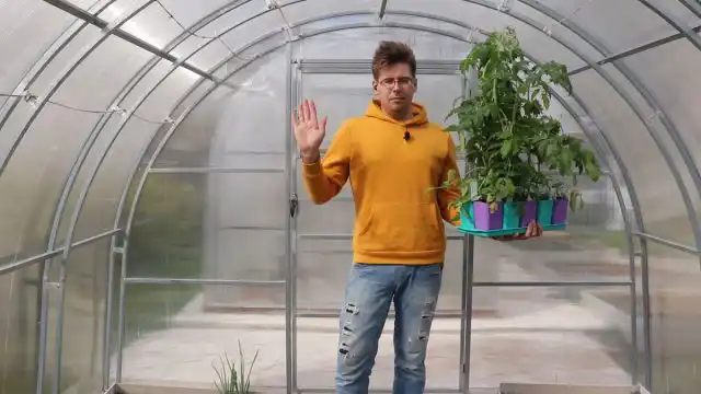 Яка переросла розсада — як