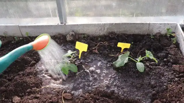 Если рассаде огурцов не больше 30 дней, она имеет 1-2 настоящих листа и не сильно вытянулась, то переносим её в лунку без заглубления