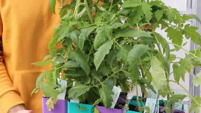 Основных причин того, что перед высадкой у нас получилась вытянувшаяся рассада, две – нарушение правил ухода или чересчур развитые кусты