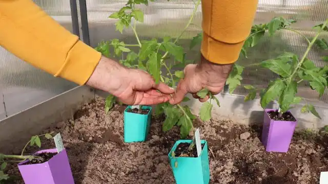 Важный момент: Листья перед высадкой нужно обломать заблаговременно (минимум, за 2-3 часа), чтобы места повреждений успели подсохнуть