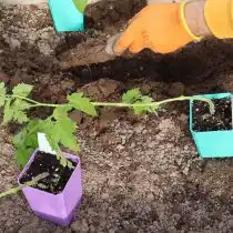 Готовим посадочную лунку необходимой глубины