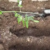 Размещаем нашу рассаду горизонтально в лунке, удобряем