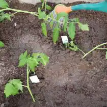 Присыпаем нашу рассаду землей и поливаем