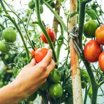 Слишком ранний сбор урожая может влиять на наличие горечи в растениях