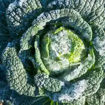 Растения, пострадавшие от низких температур могут иметь горькие плоды