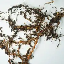 Соляризация почвы может быть использована для сокращения популяций многих видов нематод