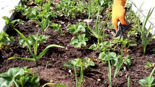 Старые листья лучше обрезать. С гряд также удаляем все сорняки, ветки, листовой опад и прочий растительный мусор