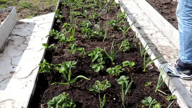 Даже если в прошлом сезоне особых проблем с вредителями у вас не было, то весной стоит сделать профилактическую инсектицидную обработку клубники