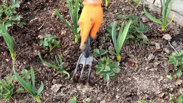 Если вы выращиваете клубнику без укрывного материала, то нельзя забывать о рыхлении гряд