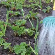 Также, можно обрабатывать клубнику жидким раствором