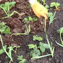 Если вы не используете укрывной материал, то после всех процедур гряды лучше замульчировать