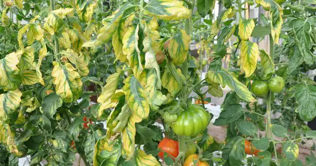 У хлорозов могут быть разнообразные причины, которые нужно установить в первую очередь.