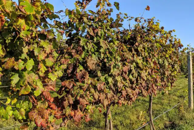 Для того чтобы проверить, правильно ли вы «поставили диагноз», точно узнать, чего именно не хватает виноградному кусту, необходимо смотреть сразу на ряд проявляющихся признаков, не ограничиваясь одним симптомом