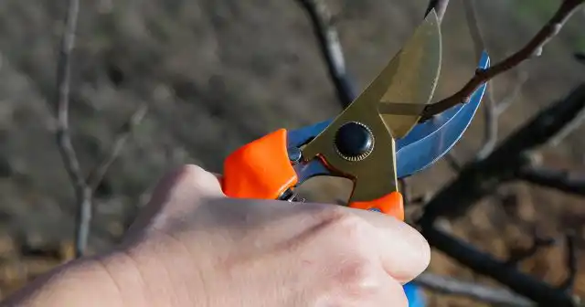 После осмотра и планирования работ стоит провести обрезку, в первую очередь, санитарную