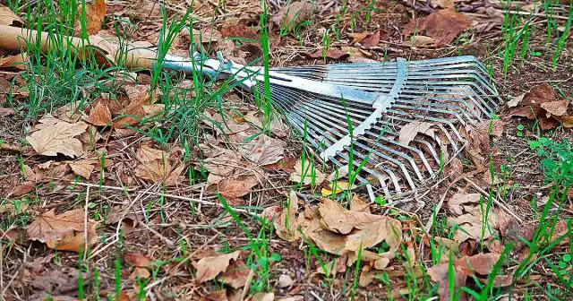Одним из основных мест локализации зимующих вредителей является листовой опад