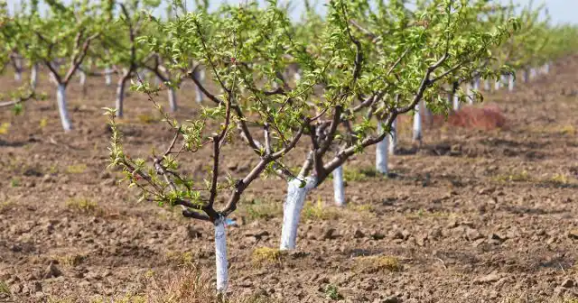 Весенняя побелка – предмет неутихающих споров среди садоводов