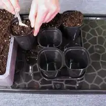 Подготовьте контейнеры и наполните их грунтом