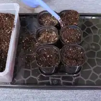 Пролейте почву водой перед посадкой семян