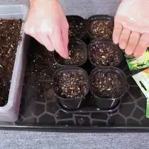 Высадите семена огурцов в подготовленные горшочки