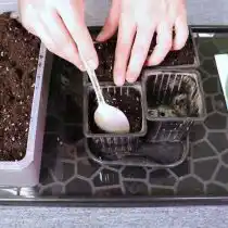 Увлажните грунт перед посадкой семян