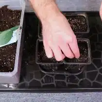 Выложите семена на увлажненный грунт