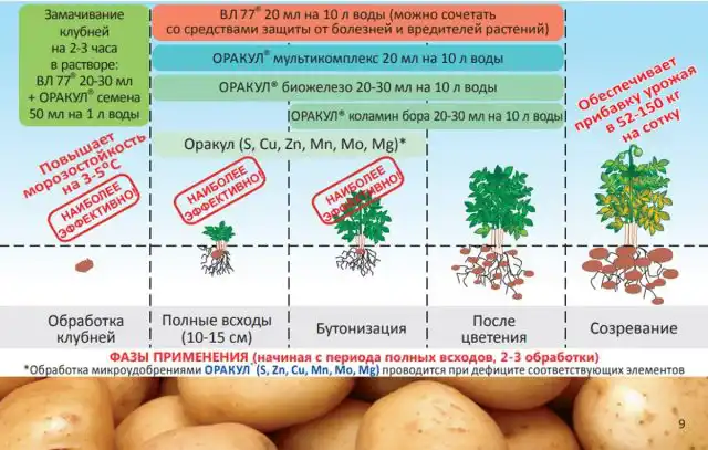 Применение микроудобрений Оракул на картофеле