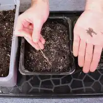 При помощи шпажки переносим наши семена на поверхность грунта