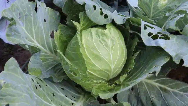 Раннюю капусту можно сеять в начале марта, среднеспелую с конца марта и до третьей декады апреля, а позднюю – в первой половине апреля