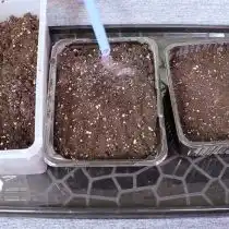 Присыпаем сверху грунтом, проливаем водой и накрываем пакетом