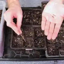 Переносим наши семена в отдельные емкости